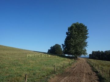 Los Lagos, buen campo lechero y ganadero
