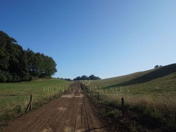 Los Lagos, buen campo lechero y ganadero