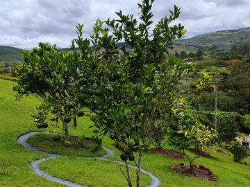 finca en venta en pavitas. Cod V13949