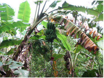Terreno con rio Ahuashiyacu y abundate vegetacion