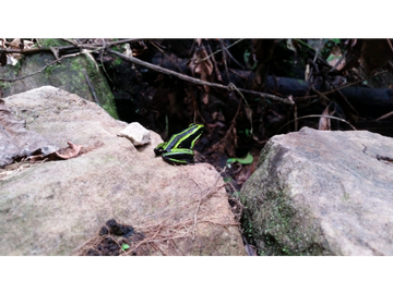Terreno con rio Ahuashiyacu y abundate vegetacion