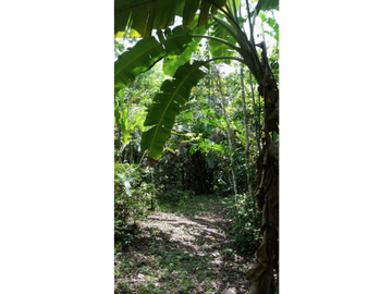 Terreno con rio Ahuashiyacu y abundate vegetacion