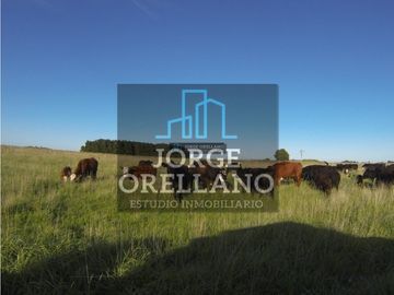 VENTA DE CAMPO EN CORONEL VIDAL 176 HAS PRODUCCION AGRICOLA Y GANADERA