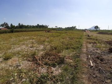 Tanah Murah di Jenggawah Jember, Diskon Belasan Juta