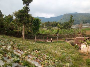 167 Tumbak Tanah View Bagus Pinggir Jalan Cipare Babakan, Cipada 2, Cisarua.