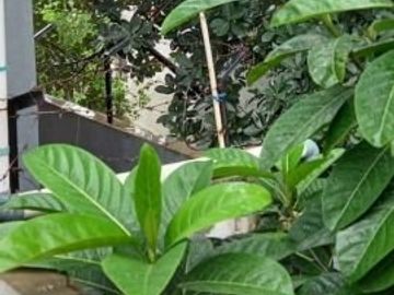 Dijual Rumah Cluster di Pamulang - Tangerang Selatan