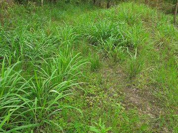 Se Vende Terreno para Desarrollar en Zona Rural, en la Montaña, Frente al Mar y Frente al río en Ayampe