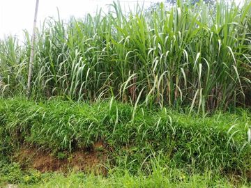 Tanah Dijual Murah di Bocek Karangploso Malang