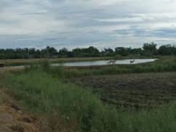 2 Well-developed fish ponds for sale