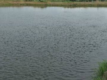 2 Well-developed fish ponds for sale
