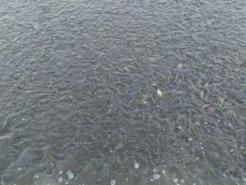 2 Well-developed fish ponds for sale