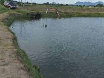 2 Well-developed fish ponds for sale