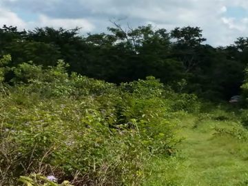Terreno en venta en Calakmul, Campeche  2,234 Hectáreas