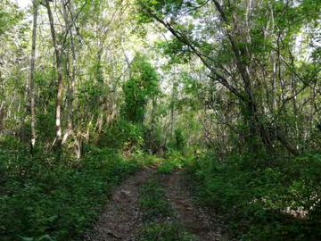 Terreno en venta en Calakmul, Campeche  2,234 Hectáreas