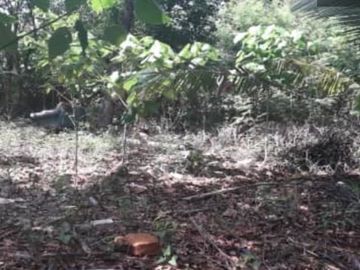 Raw Lot 1,895 sqm in Pajo Lapulapu City