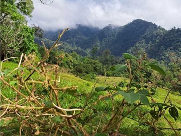 VENDO LOTE DE 6600M2 DERECHO POSESORIO ROVIRA