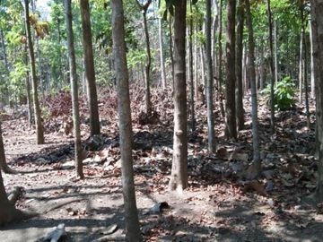 Tanah pekarangan cukup luas dijual dekat Pasar Balangan