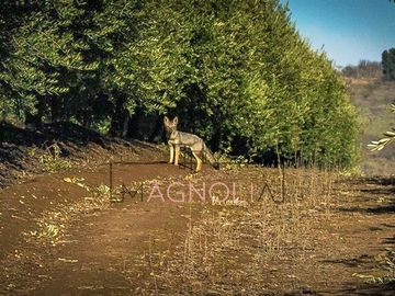 Parcela en Venta en Parcela en Fundo Los Olivos de Quepo
