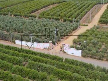 Parcela en Venta en Parcela en Fundo Los Olivos de Quepo