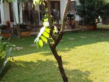 Rumah halaman luas, shm, swimming pool, di cinere