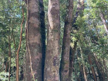 Parcela en Venta en Condominio Parque Bosques Inundados