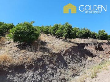 Parcela en Venta en Parcela La Cruz - Lo Roja / plantación limones