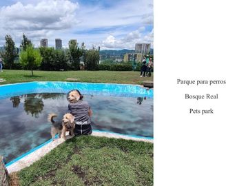 Apartamento con terraza, techos altos, piscina, pet friendly, venta Bosque Real