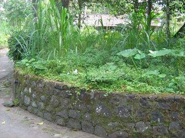 Tanah Pekarangan Boyong dekat wisata Kaliurang&copy; Tanah Pekarangan Boyong dekat wisata Kaliurang