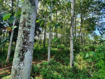 Dijual Tanah Strategis di Karang Tengah, Bogor
