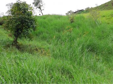 Se Vende Excelente Finca en Filandia, Quindío.