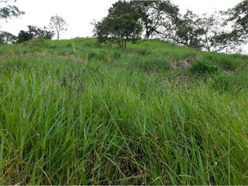 Se Vende Excelente Finca en Filandia, Quindío.