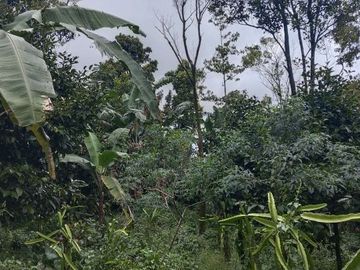 Jual Tanah kebun Manggis produktif dekat wisata Curug cipurut Wanayasa Purwakarta Jawa Barat