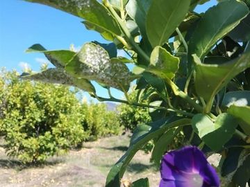 Parcelas planas con frutales a minutos de Santa Cruz