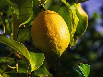 Parcelas planas con frutales a minutos de Santa Cruz