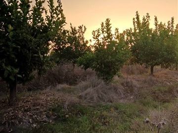 Parcelas planas con frutales a minutos de Santa Cruz