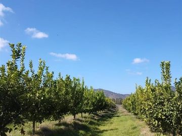 Parcelas planas con frutales a minutos de Santa Cruz