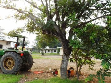 COLIMES, PROVINCIA DEL GUAYAS,HACIENDA - finca PARA GANADERIA 916 HAS