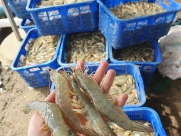 Dijual Rugi / Take over tambak intensif masih produksi
