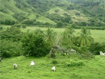 VENTA TERRENO TONOSI