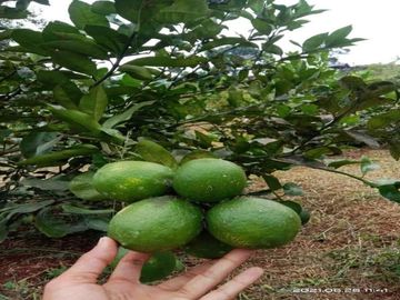 Kavling Kebun Pesona Bukit Madani BOGOR Luas 250 Meter