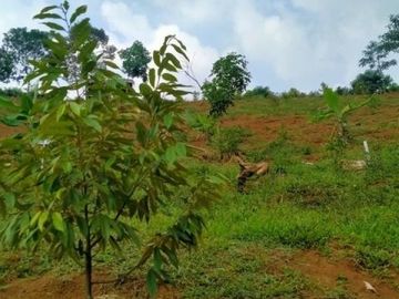 Kavling Kebun Pesona Bukit Madani BOGOR Luas 250 Meter