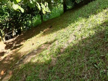 TE VENDO FINCA CON 3 CASAS EN BARBOSA ANTIOQUIA.