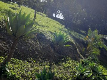 TE VENDO FINCA CON 3 CASAS EN BARBOSA ANTIOQUIA.