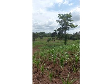Se Vende hermoso Terreno en la Chorrera, Santa Rita