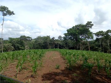 Se Vende hermoso Terreno en la Chorrera, Santa Rita