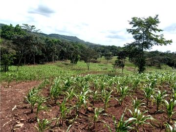 Se Vende hermoso Terreno en la Chorrera, Santa Rita