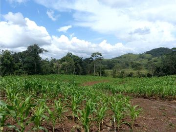 Se Vende hermoso Terreno en la Chorrera, Santa Rita