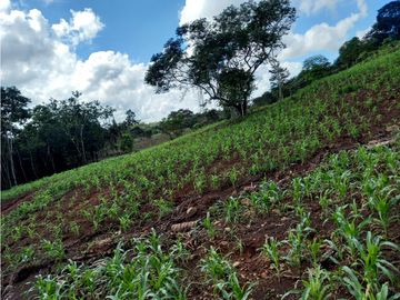Se Vende hermoso Terreno en la Chorrera, Santa Rita