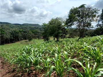 Se Vende hermoso Terreno en la Chorrera, Santa Rita