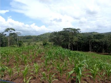 Se Vende hermoso Terreno en la Chorrera, Santa Rita